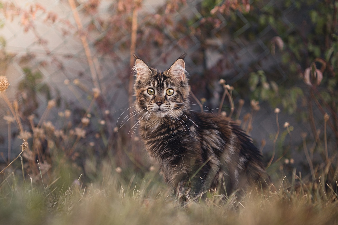 Here are some tips for taking photos of your cat