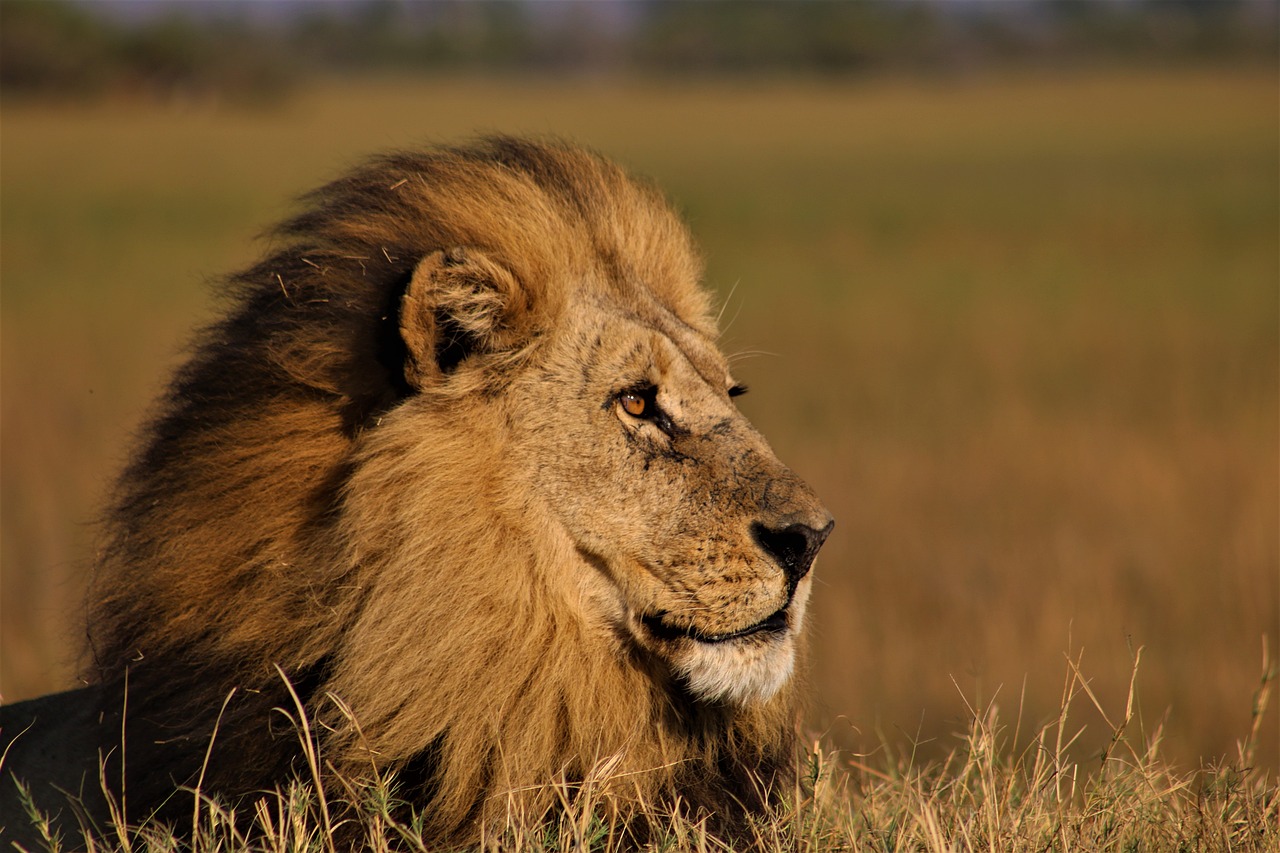 The Photography Safari